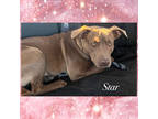 Adopt Star a Tan/Yellow/Fawn American Staffordshire Terrier / Mixed dog in