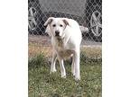 Adopt Sugar a Tan/Yellow/Fawn Labrador Retriever / Mixed dog in Atlanta