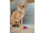 Adopt Branson a Orange or Red Domestic Shorthair / Mixed Breed (Medium) / Mixed