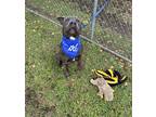 Adopt Navy a Black Mixed Breed (Small) / Mixed Breed (Medium) / Mixed (short