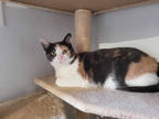 Adopt Ella a Gray or Blue Domestic Shorthair / Domestic Shorthair / Mixed cat in