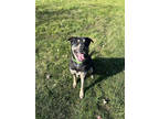 Adopt Jax a Black German Shepherd Dog / Mixed dog in Shohola, PA (39375391)