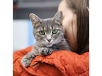 Adopt Poppy a Gray or Blue Domestic Shorthair / Domestic Shorthair / Mixed cat
