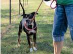 Adopt Baxter a Black Rottweiler / Mixed dog in Terre Haute, IN (39238757)