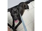 Adopt Lady a Black Mixed Breed (Medium) / Mixed dog in Savannah, TN (39958082)