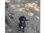 Adopt Prescott a Black Labrador Retriever / Mixed dog in Lufkin, TX (38123866)