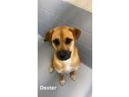 Adopt Dexter a Tan/Yellow/Fawn Mixed Breed (Large) / Mixed dog in Savannah