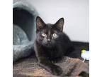 Adopt Juke a All Black Domestic Shorthair / Domestic Shorthair / Mixed cat in