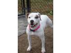 Adopt Buddha a White American Pit Bull Terrier / Mixed dog in Moncks Corner