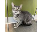 Adopt Bexley a Gray or Blue Domestic Shorthair / Domestic Shorthair / Mixed cat