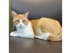 Adopt Caeser a Orange or Red Domestic Shorthair / Domestic Shorthair / Mixed cat