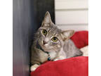 Adopt Mazie May a Gray or Blue Domestic Shorthair / Domestic Shorthair / Mixed