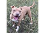 Adopt Fawn a Tan/Yellow/Fawn American Pit Bull Terrier / Mixed Breed (Medium) /