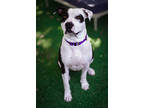 Adopt Gregg a White American Pit Bull Terrier / Mixed Breed (Medium) / Mixed