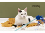 Adopt Hickory a White Domestic Shorthair / Mixed Breed (Medium) / Mixed (short