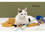 Adopt Hickory a White Domestic Shorthair / Domestic Shorthair / Mixed cat in