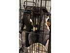 Adopt Sugar Plum a Black Labrador Retriever / Mixed dog in Moncks Corner