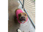 Adopt Sweetie a Brown/Chocolate Mixed Breed (Large) / Mixed dog in Covington