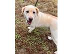 Adopt Sunny a Tan/Yellow/Fawn Labrador Retriever / Mixed dog in Moncks Corner