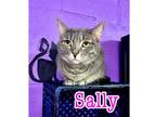 Adopt SALLY a Gray or Blue Domestic Shorthair / Mixed Breed (Medium) / Mixed