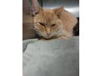 Adopt Suki a Orange or Red Domestic Shorthair / Domestic Shorthair / Mixed cat