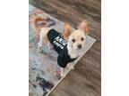 Adopt Peanut a Tan/Yellow/Fawn Mutt / Mixed dog in Modesto, CA (39954181)