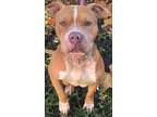Adopt Charlie- sweet a Red/Golden/Orange/Chestnut Pit Bull Terrier /