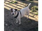 Adopt Shine a Jack Russell Terrier / Mixed dog in Columbia, TN (39949774)