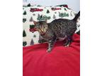 Adopt Kiki a Brown Tabby Domestic Shorthair / Mixed cat in Fairfield