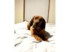 Adopt Byrdie a Red/Golden/Orange/Chestnut Redbone Coonhound / Mixed dog in Cedar