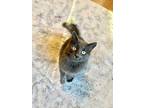 Adopt Cannon a Gray or Blue Domestic Mediumhair (medium coat) cat in Green Bay