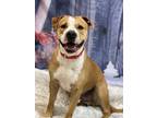 Adopt Tinsel a Brown/Chocolate - with White Boxer / Shar Pei / Mixed dog in Lake
