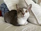 Adopt Dusty (Foster Care) a Gray, Blue or Silver Tabby Domestic Shorthair (short