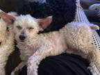 Adopt Tiny a White Toy Poodle / Mixed dog in Middlesex, NC (39809994)
