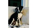 Adopt Millie a Black - with White Pointer / Labrador Retriever / Mixed dog in