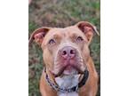 Adopt Bonnie a American Pit Bull Terrier / Mixed dog in WAYNESVILLE