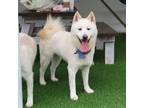 Adopt Carrot a White Samoyed / Jindo / Mixed dog in Kirkland, WA (39933996)