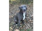 Adopt Brio a Gray/Silver/Salt & Pepper - with White Pit Bull Terrier / Mixed dog