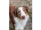 Adopt Feather a Merle Australian Shepherd / Mixed dog in DUNNELLON