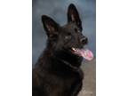 Adopt Laika a Black Shepherd (Unknown Type) / Mixed dog in Anchorage