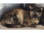 Adopt Chora a Domestic Shorthair / Mixed (short coat) cat in Fort Lupton