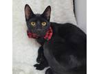 Adopt ABSOL - FFPR a Black (Mostly) Domestic Shorthair (short coat) cat in