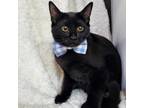 Adopt CORVIKNIGHT a Black (Mostly) Domestic Shorthair (short coat) cat in Walnut