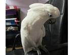 Adopt Koda a Cockatoo bird in Edgerton, WI (25108107)