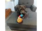Adopt Coco a Black - with Gray or Silver American Pit Bull Terrier / Mixed dog