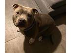 Adopt Oliver a Gray/Blue/Silver/Salt & Pepper American Pit Bull Terrier / Mixed