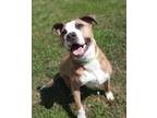 Adopt Kipper a Tricolor (Tan/Brown & Black & White) Pit Bull Terrier / Mixed dog