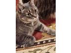 Adopt Wubby a Gray, Blue or Silver Tabby Tabby (short coat) cat in Horsham