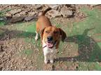 Adopt Duke of Earl a Red/Golden/Orange/Chestnut - with White Hound (Unknown