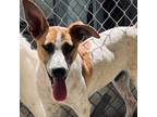 Adopt Grish a Australian Cattle Dog / Labrador Retriever / Mixed dog in Fort